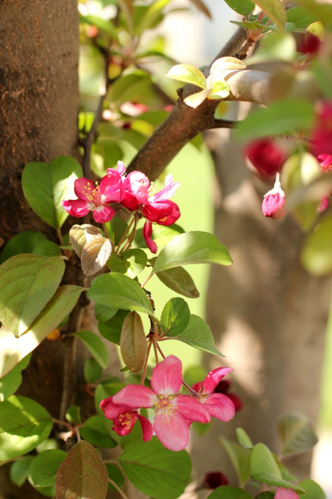 Crabapple by cdonohoue