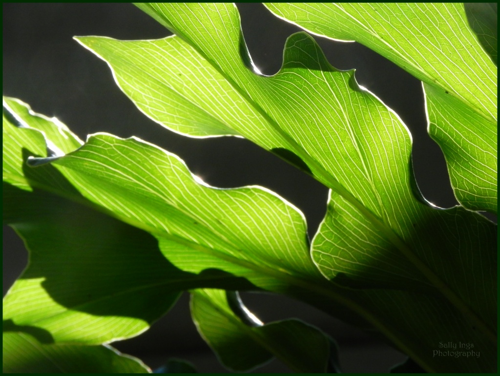 Philodendron Leaf by salza