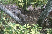 2nd Mar 2012 - Tree Rat