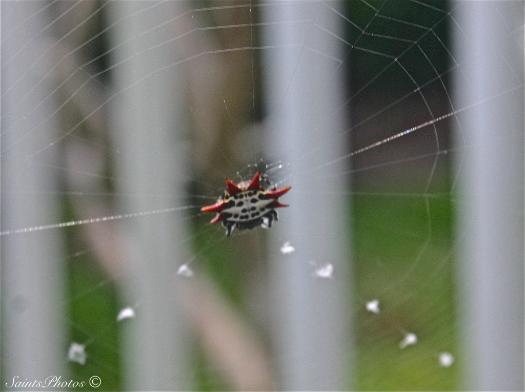 Spiny Orb Spider by stcyr1up