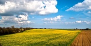10th Apr 2012 - We will walk in fields of gold