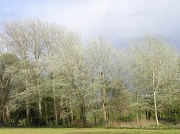 10th Apr 2012 - White Trees
