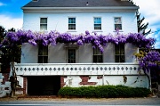 10th Apr 2012 - Lovely in Purple