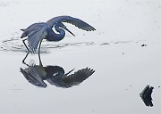 10th Apr 2012 - Small Blue Heron Fishing