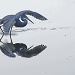 Small Blue Heron Fishing by rob257