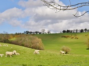 10th Apr 2012 - Sheep on Hanway common.