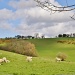 Sheep on Hanway common. by snowy