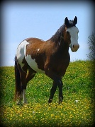 10th Apr 2012 - Paint Horse