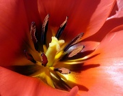9th Apr 2012 - Inside the Tulip
