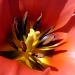 Inside the Tulip by phil_howcroft
