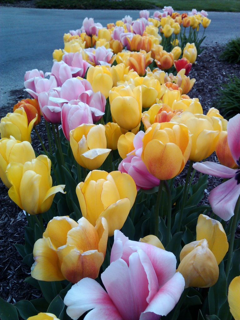 A Field of Tulips by photogypsy