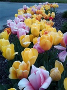 10th Apr 2012 - A Field of Tulips