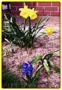 10th Apr 2012 - Daffodils and Hyacinth