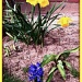 Daffodils and Hyacinth by marilyn