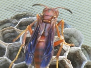 10th Apr 2012 - Paper Wasp
