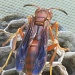 Paper Wasp by grammyn
