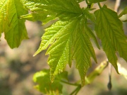 9th Apr 2012 - Maple Leaves 4.9.12