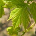 Maple Leaves 4.9.12 by sfeldphotos