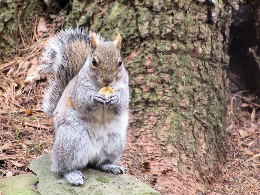 Squirrely guy. by maggie2