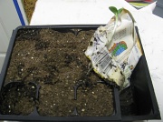 10th Apr 2012 - seedling
