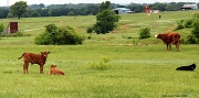 10th Apr 2012 - Spring Calves