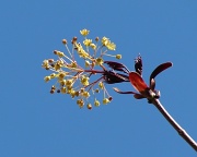 7th Apr 2012 - Buds and Things