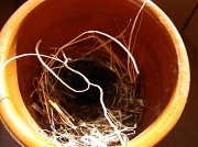 5th Apr 2012 - Bird Homes