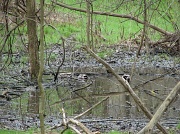 3rd Apr 2012 - Mallards in a wetland