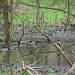Mallards in a wetland by brillomick