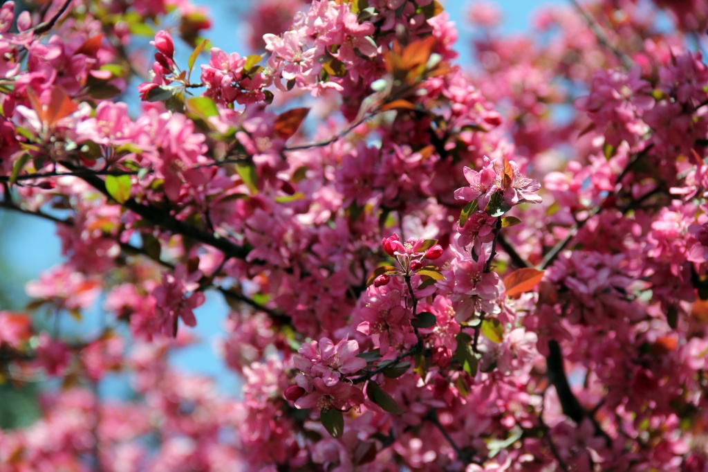 flowering Tree in Spring by hjbenson