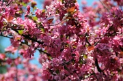 10th Apr 2012 - flowering Tree in Spring