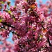 flowering Tree in Spring by hjbenson