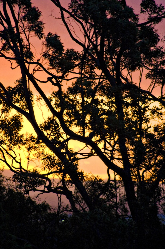golden sky by corymbia