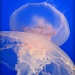 Moon Jelly by madamelucy