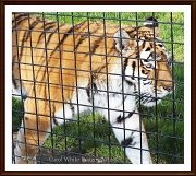 10th Apr 2012 - Tiger,Tiger