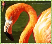 11th Apr 2012 - Pretty Flamingo