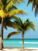 11th Apr 2012 - Coconut Palm Trees