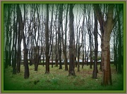 10th Apr 2012 - Foresterhill