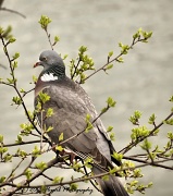 29th Mar 2012 - Pigeon