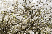 11th Apr 2012 - Bloom Burst