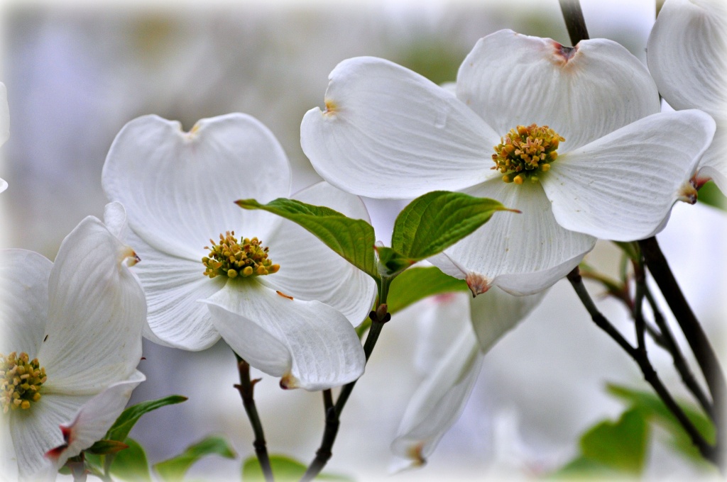Dogwood Blossoms by peggysirk
