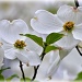 Dogwood Blossoms by peggysirk