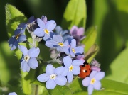 11th Apr 2012 - Forget me not complete with ladybird
