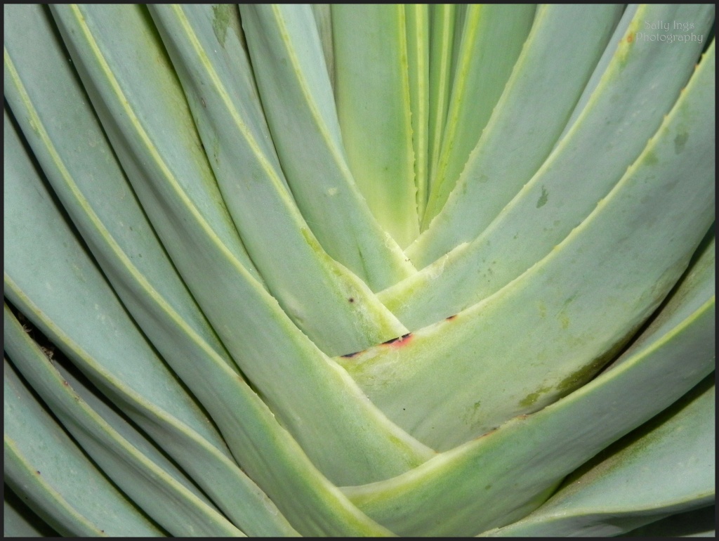 Aloe Plicatilis by salza