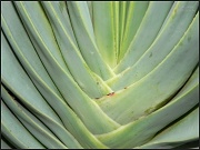 11th Apr 2012 - Aloe Plicatilis