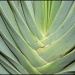 Aloe Plicatilis by salza