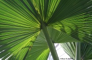 11th Apr 2012 - Greenhouse Palms