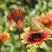 Moth or Butterfly? by lynne5477