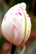 11th Apr 2012 - Tulip To Be