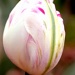 Tulip To Be by cdonohoue